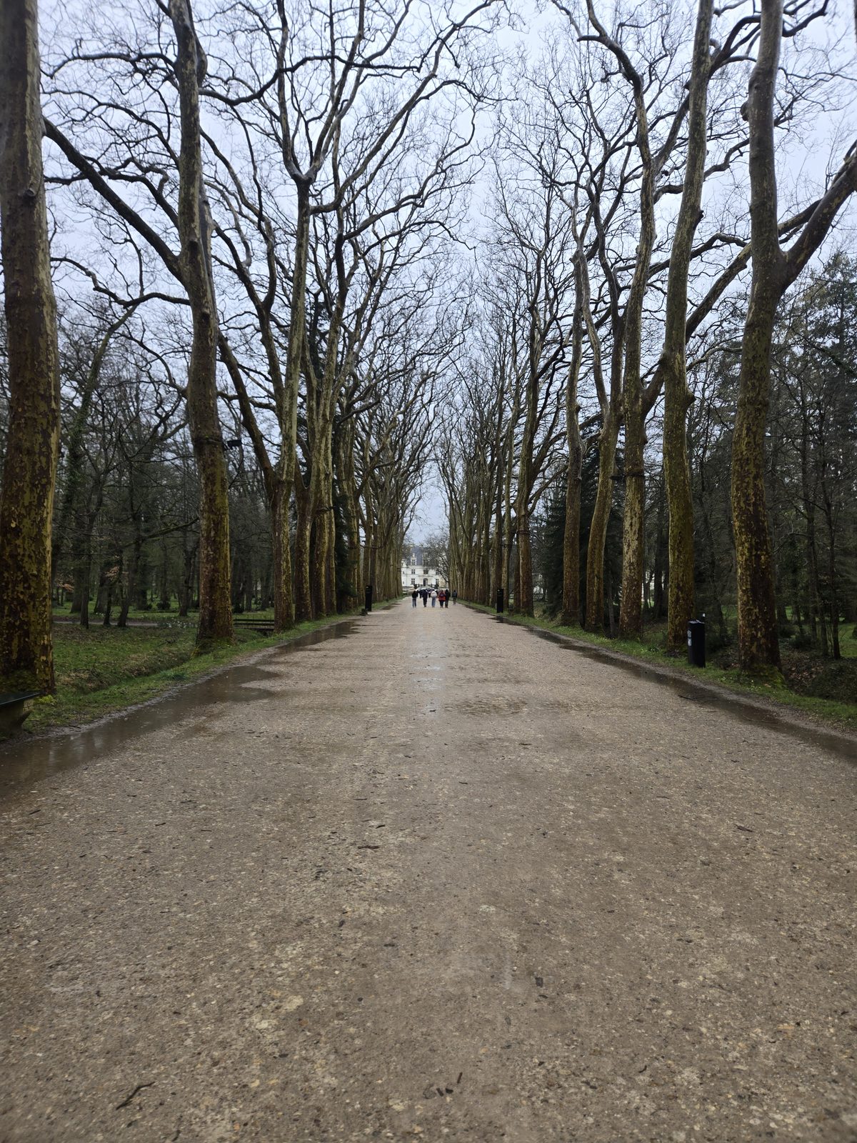 The tree-lined approach to Chenonceau on a rainy day