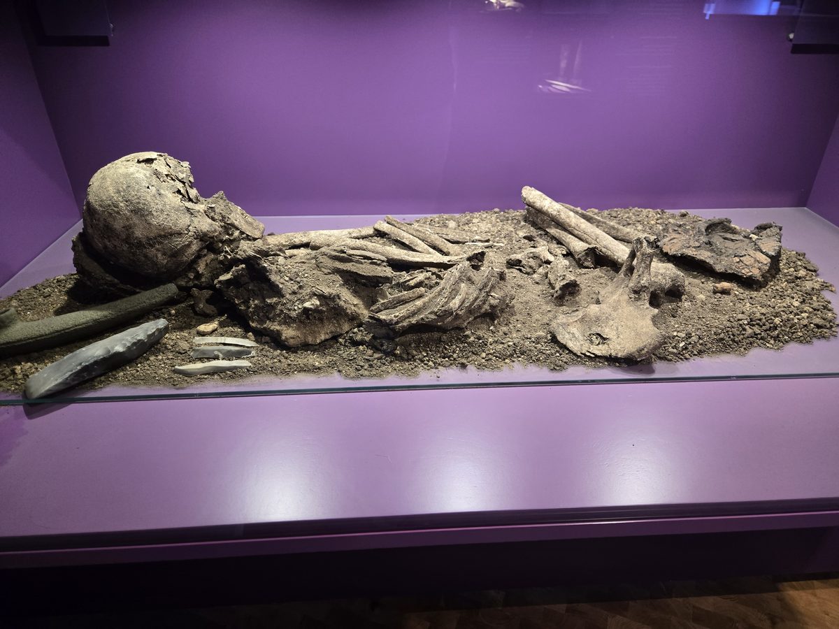 Viking skeleton in a museum display case with purple lighting