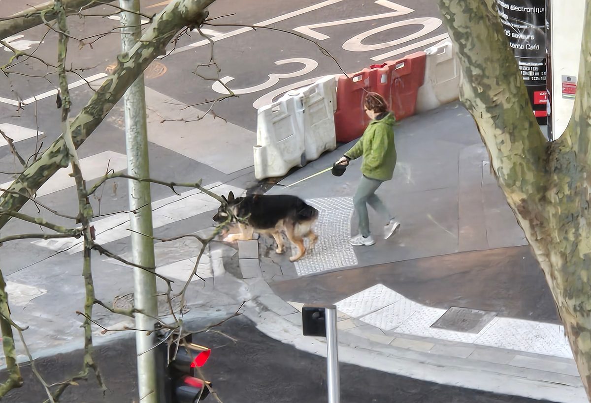A woman walking a German shepherd on the street below, seen from the apartment window