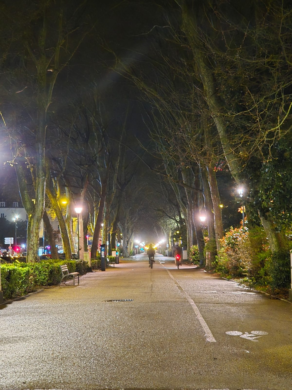 A boulevard of bare trees, a lone cyclist, rain-soaked pavement